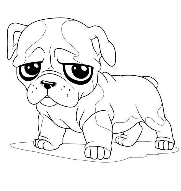 600x632 Little Pug Sad Face Coloring Page Color Luna