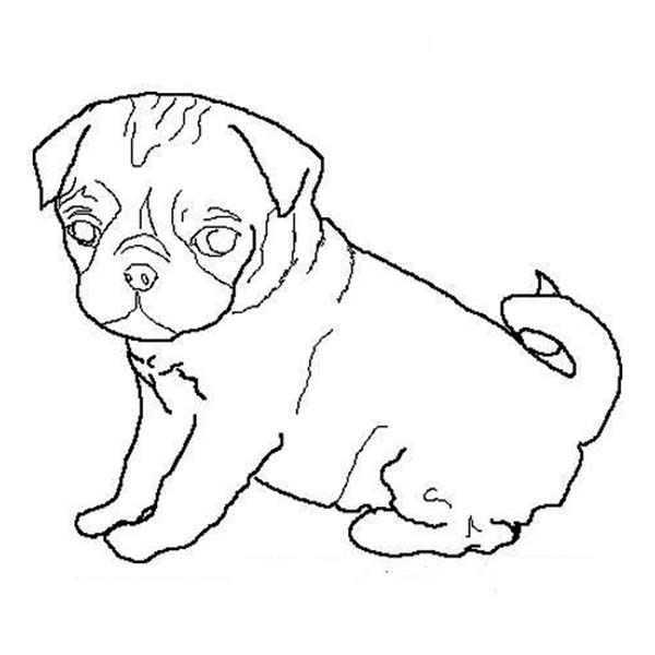 600x600 Pug Dog Outline Coloring Page Color Luna