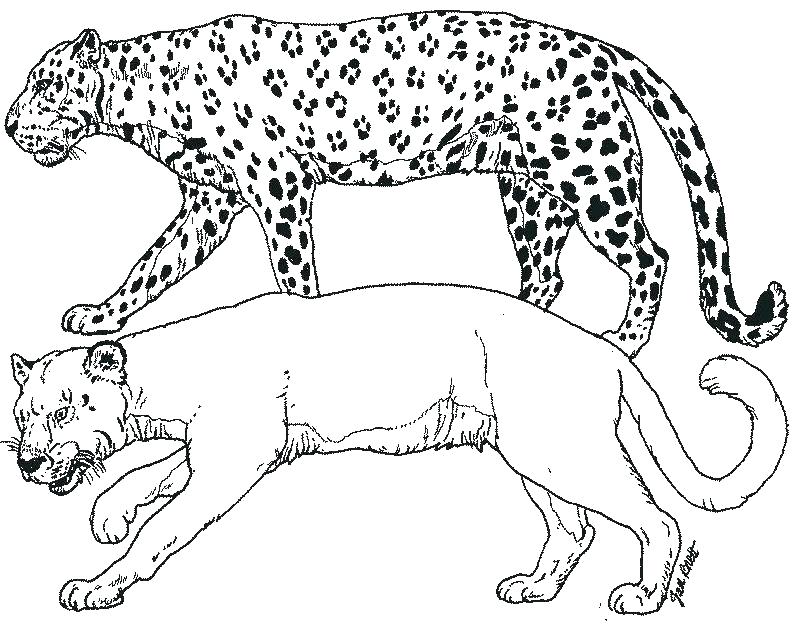 794x624 Cougar Pictures To Color Cougar 7 Color Coloring Flowers