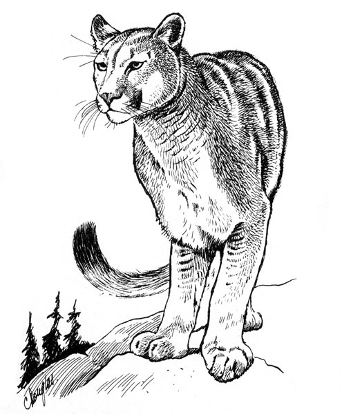 495x600 Drawn Cougar Cougar Line Many Interesting Cliparts