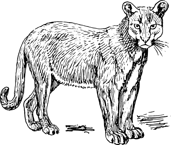 600x511 Free Puma Coloring Pages