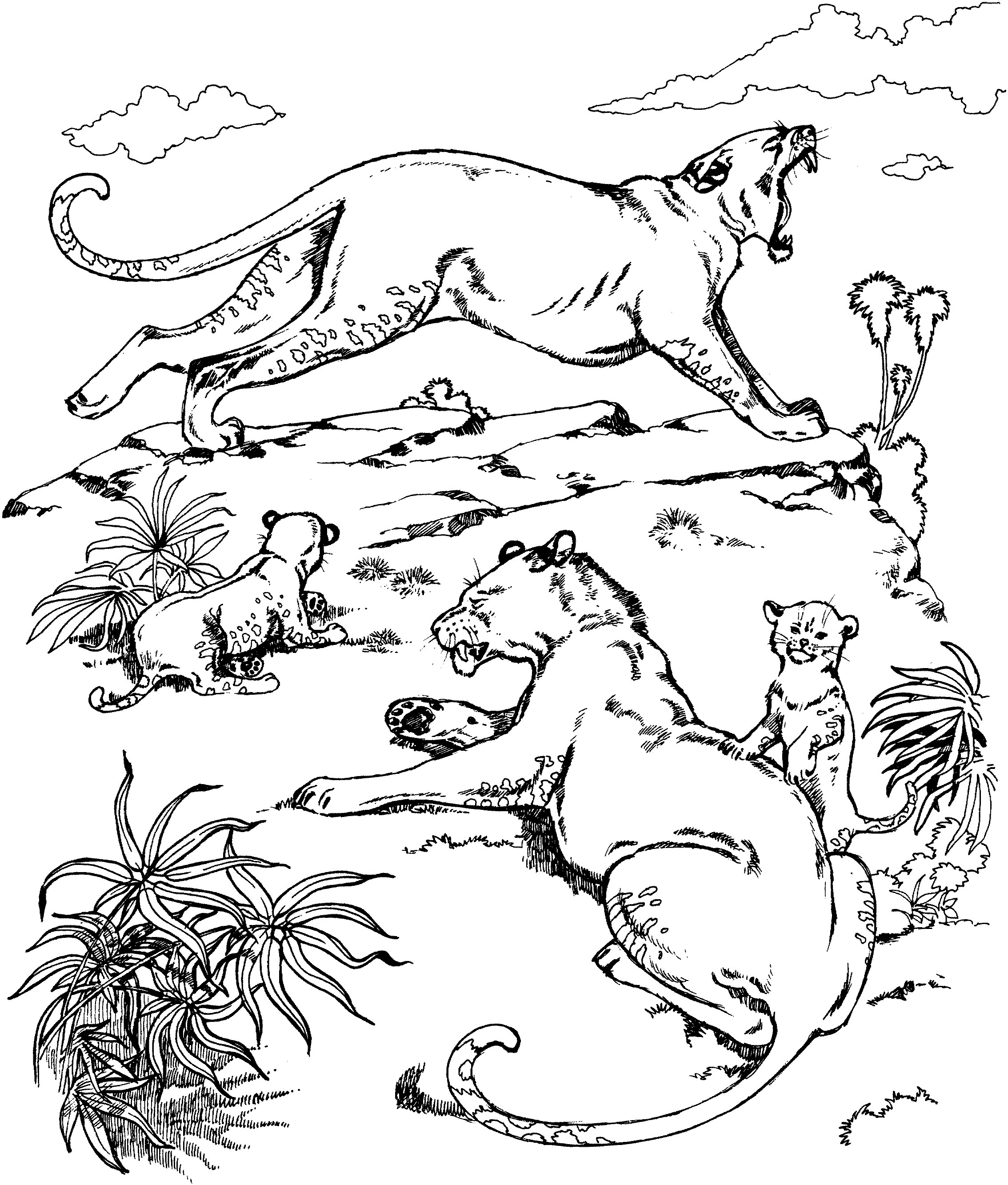 2268x2666 Luxury Cougar Coloring Pages Frieze