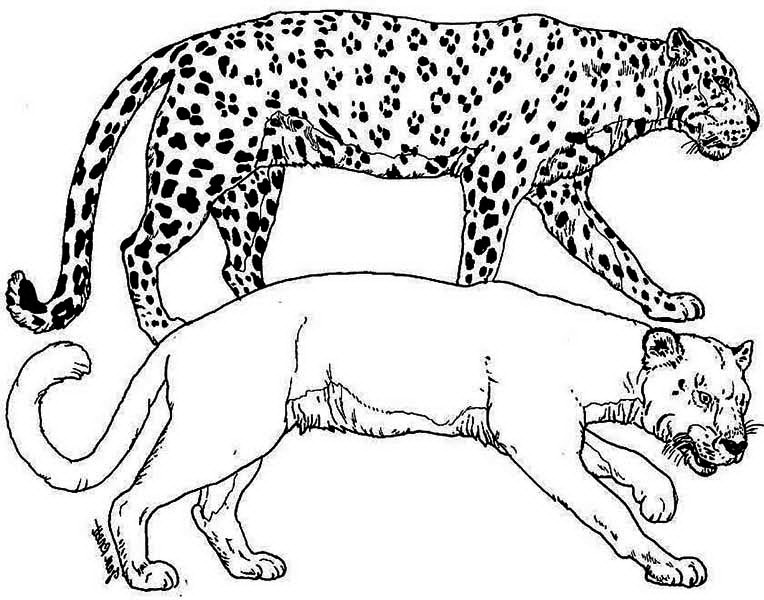 764x600 Puma Coloring Pages
