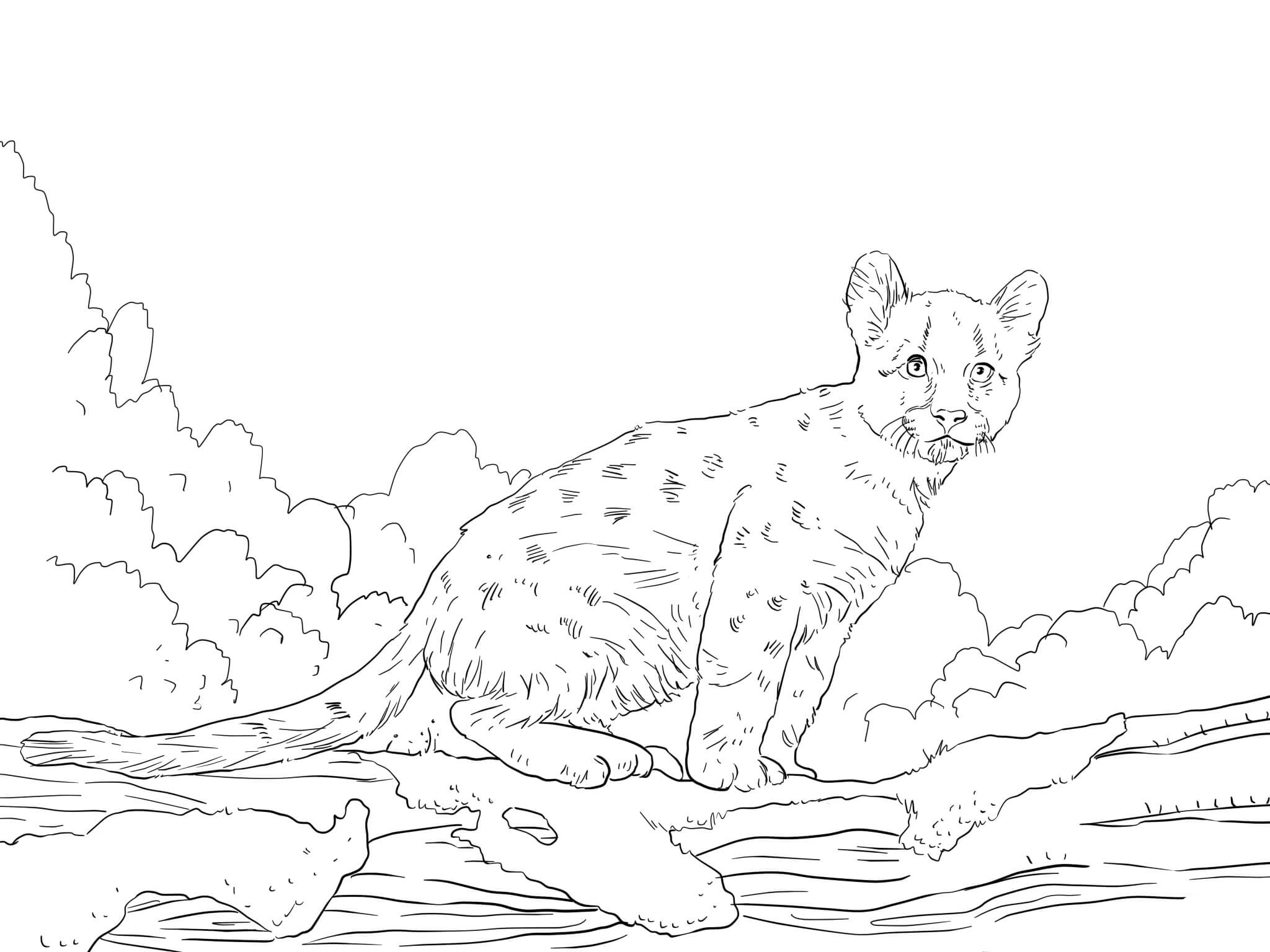 2048x1536 Puma Coloring Pages To Download And Print For Free