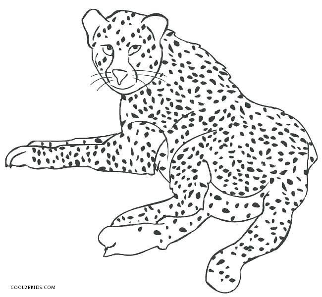 650x600 Big Cat Coloring Pages Big Cats Coloring Pages Lion Tiger Puma