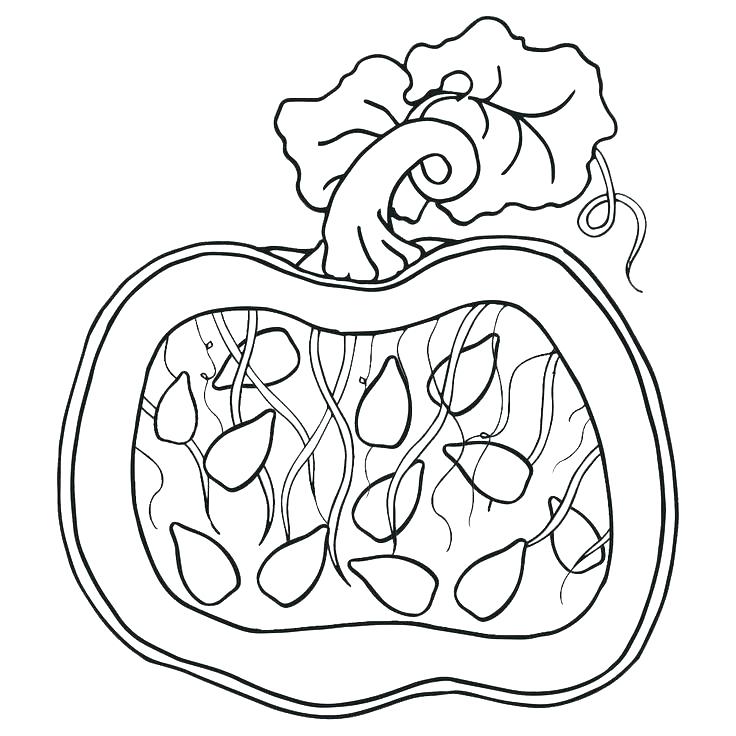 736x736 Pumpkin Color Pages Printable Printable Pumpkin Coloring Page