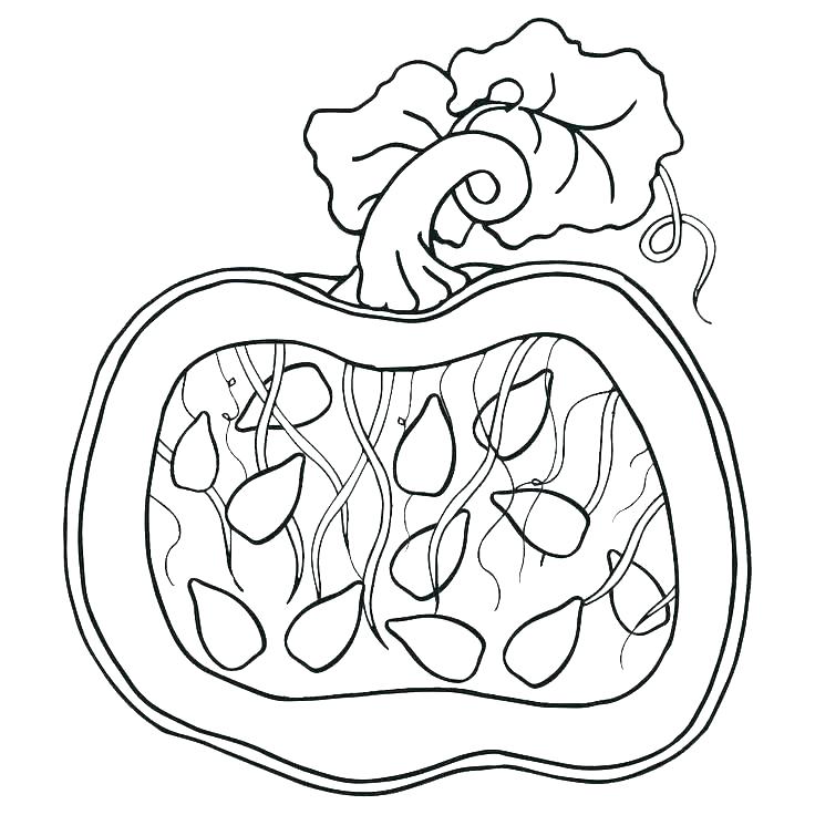 736x736 Pumpkin Color Pages Printable Pumpkin Coloring Picture Pumpkin