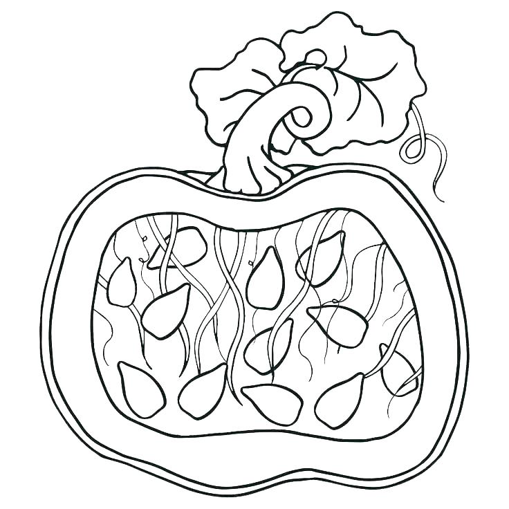 736x736 Pumpkin Coloring Pages Printable Pumpkin Color Pages Printable