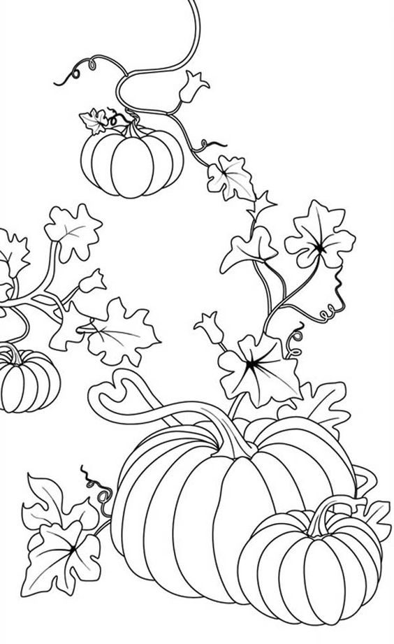 564x921 Pumpkin Vine Coloring Pages Cyberuse