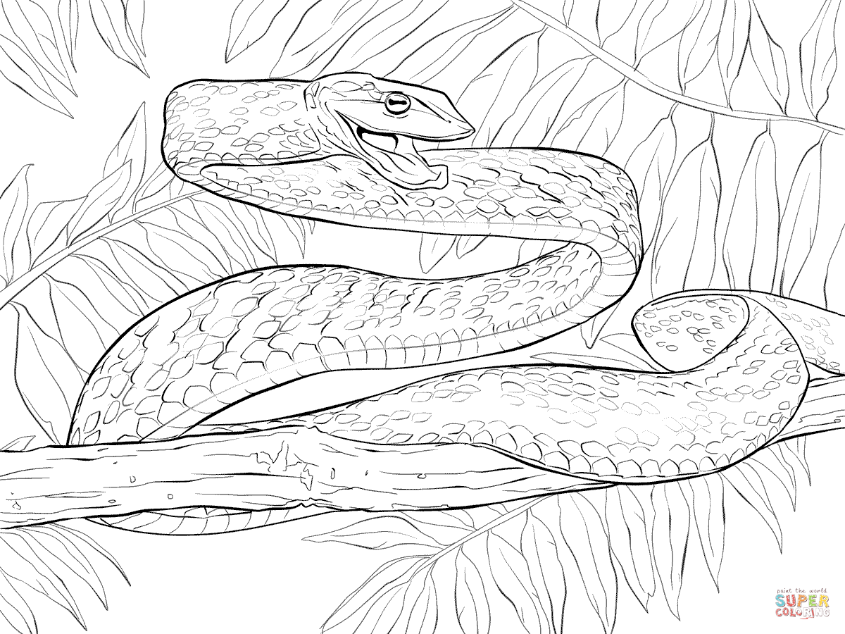 1200x900 Vine Coloring Book