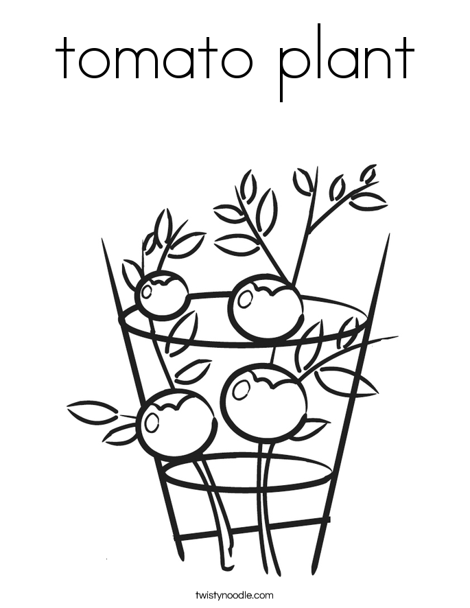 685x886 Tomato Plant Coloring Page