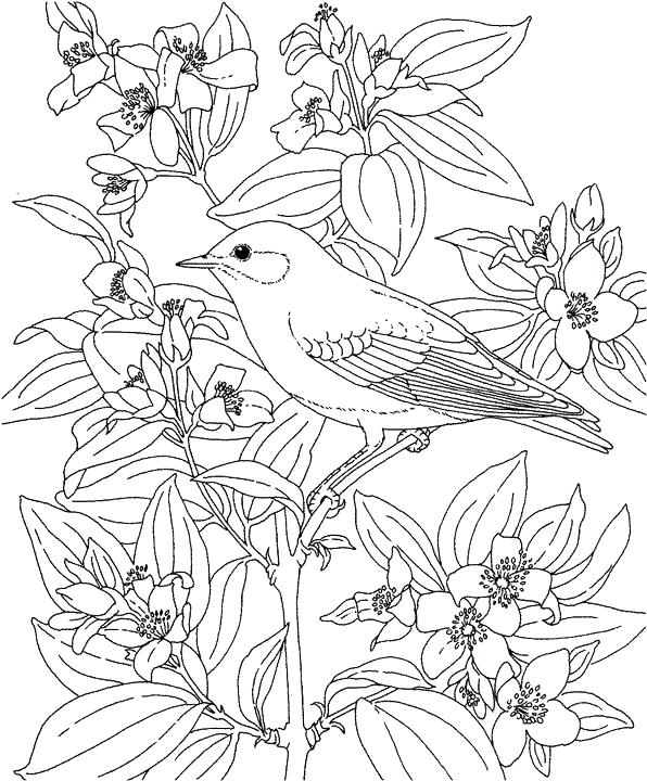 596x720 Id Bluebird Mountain Coloring Page Purple Kitty Pages Preschool