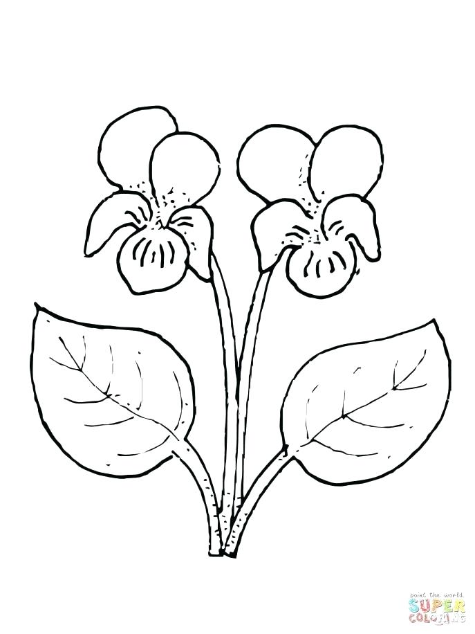 687x916 Purple Violet Flower Coloring Page Very Simple For Preschool