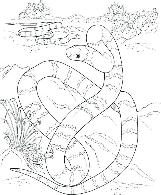 563x681 Coloring Pages For Kids Online Ball Python Drawing At Free