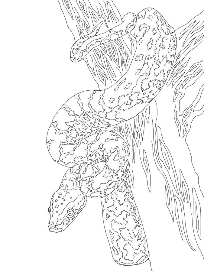 675x900 Coloring Pages Python, Printable For Kids Amp Adults, Free