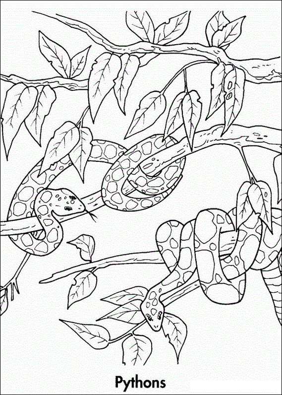 569x796 Python Colouring In Rainforest Study Python