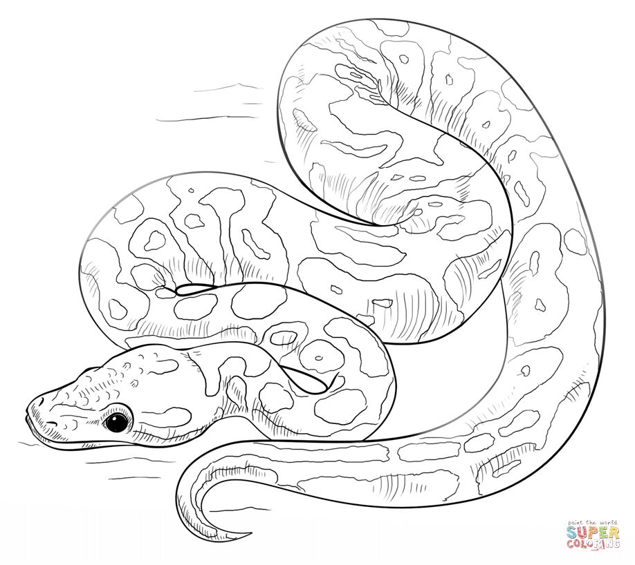 918x818 Ball Python Coloring Page Snake Coloring Pages
