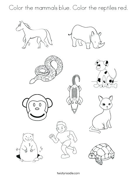 468x605 Reptile Coloring Pages Reptile Coloring Pages Large Size