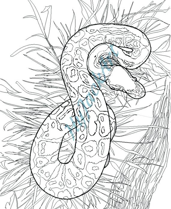 570x697 Ball Python Coloring Pages Ball Python Coloring Pages Angry
