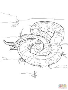 225x300 Ball Python Download Coloring Page