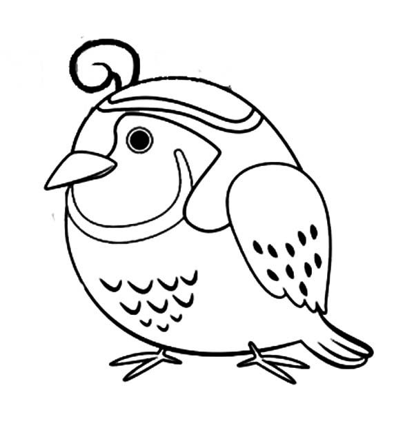 600x627 Quail, Chibi Quail Coloring Page Boy Scouts