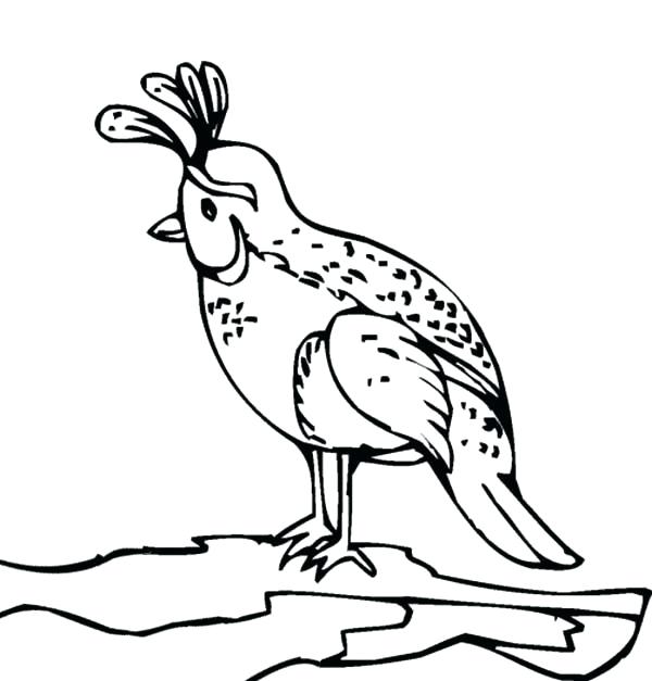 600x627 Quail Animal Coloring Pages Quail Coloring Page For Kids Coloring