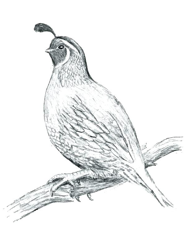 600x739 Quail Coloring Page Bull Elk Coloring Pages Download Print Online
