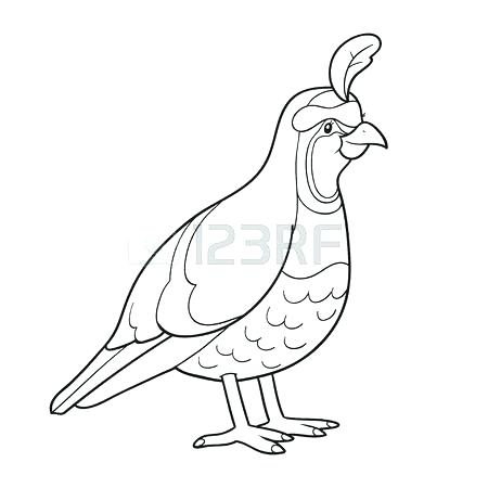 450x450 Quail Coloring Page Printable Quail Coloring Page Common