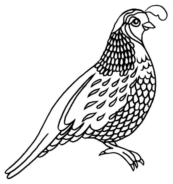 600x638 Quail Coloring Pages For Preschool