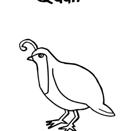 268x268 California Quail Coloring Page Coloring Page