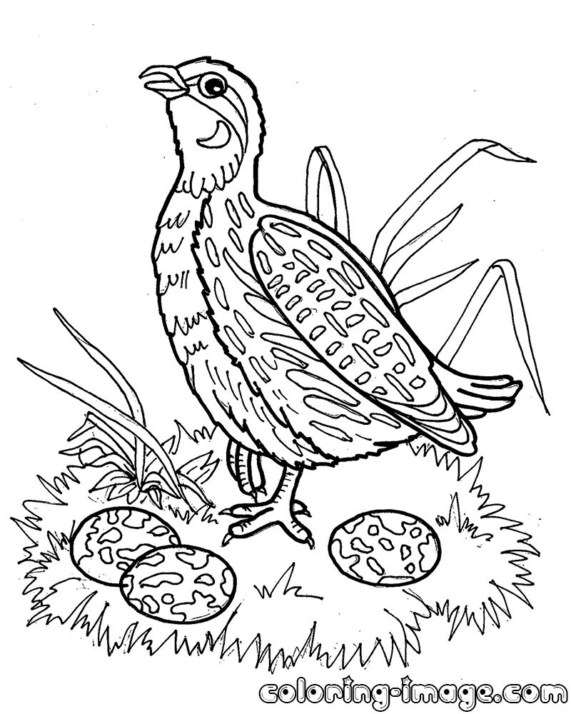 800x1000 Quails Coloring Pages Free Coloring For Kids 2018