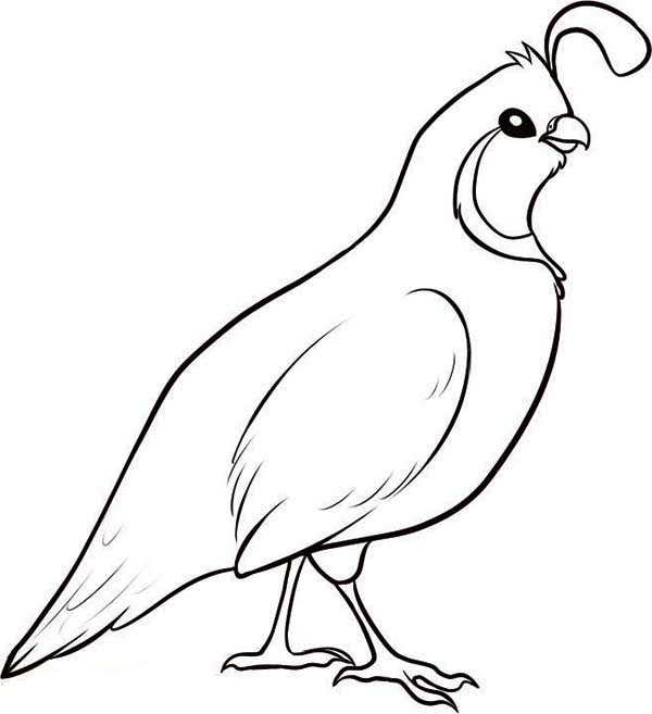600x657 Valley Quail Coloring Page Color Luna