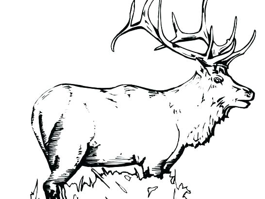 546x410 Elk Coloring Page Elk Coloring Pages Quail Coloring Page Elk