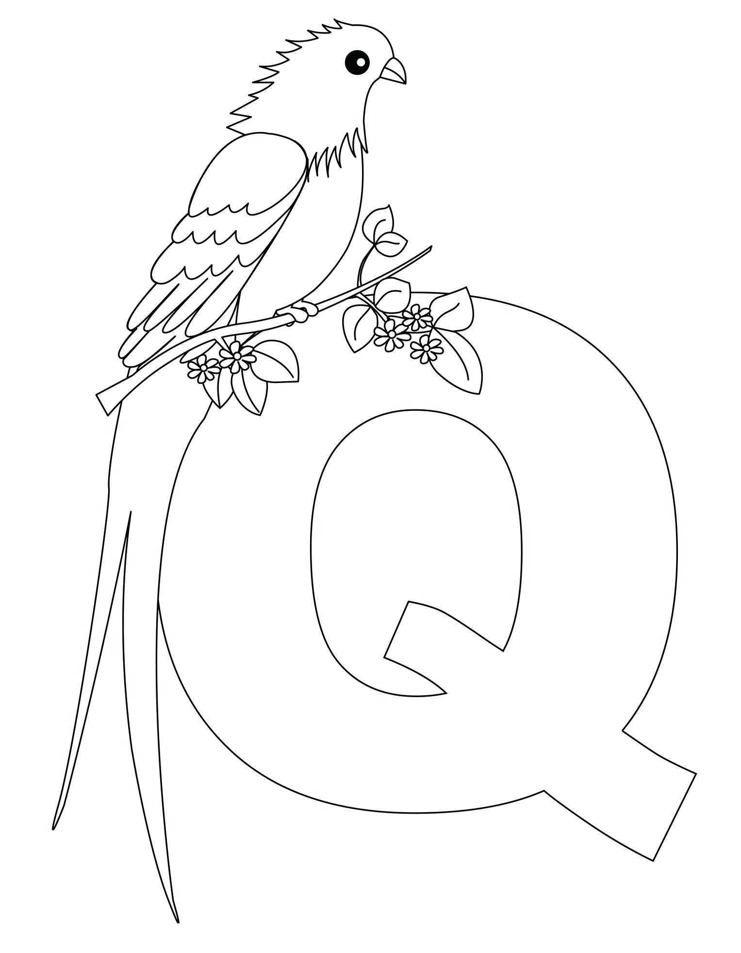 1527x1963 Emerging Letter Q Coloring Page Free Pages Quail Fresh Is