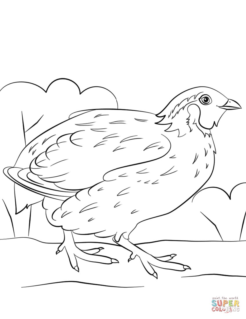 848x1098 Free Coloring Pages Quail Best Of Bobwhite Quail Coloring Page