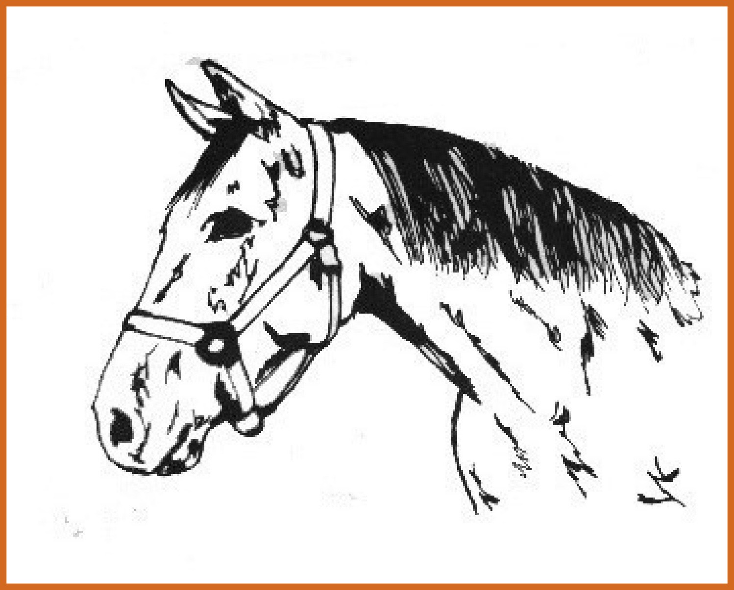 1498x1206 Marvelous Quarter Horse Coloring Pages Picture For Running Style