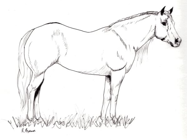 600x452 Coloring Pages Of Quarter Horses Quarter Horse Drawing