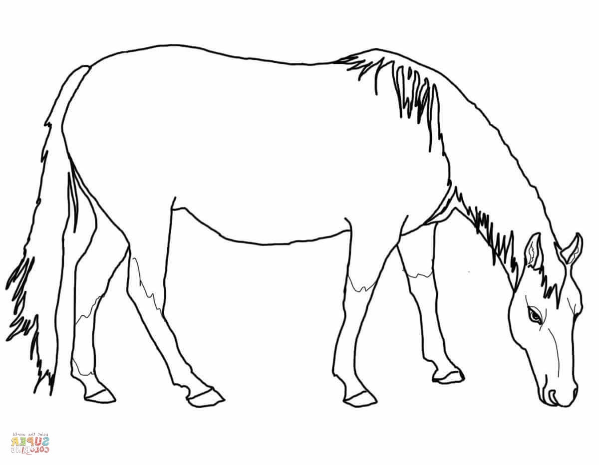 1200x932 Quarter Horse Coloring Page Quarter Horse Coloring Page Free