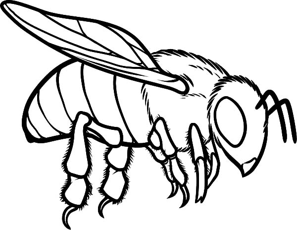 600x464 European Honey Bee Coloring Trend Honey Bee Coloring Pages
