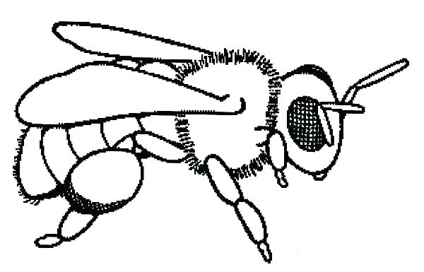 600x385 Beehive Coloring Page Honey Bee Coloring Pages Honey Bee Coloring