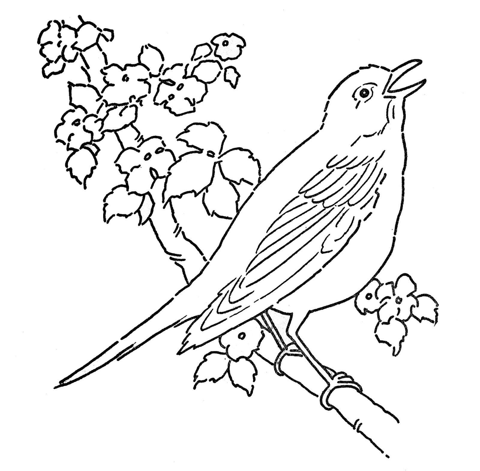 1600x1571 Bird Coloring Pages