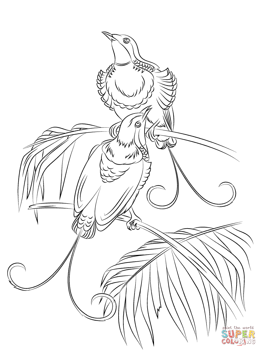 895x1200 Bonanza Bird Of Paradise Coloring Page Pages Free
