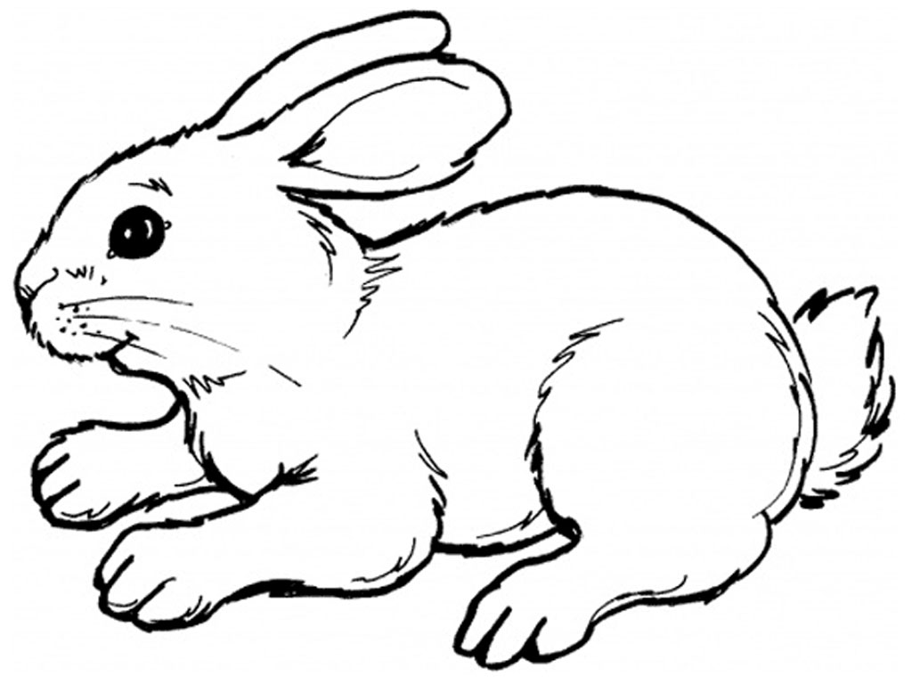 1024x768 Coloring Pages Of Rabbits Page A Rabbit