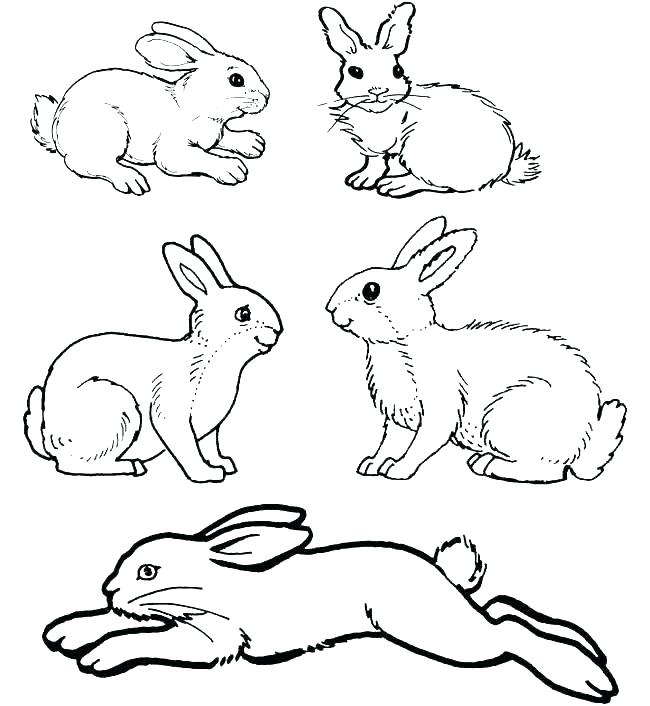 650x706 Rabbit Colouring Pages Rabbit Coloring Pages Rabbit Color Pages