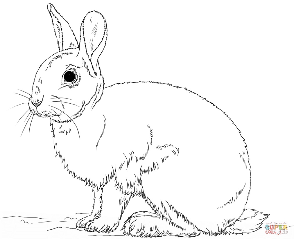 1012x830 Awesome Rabbit Coloring Pages Coloring Pages Free Coloring Pages