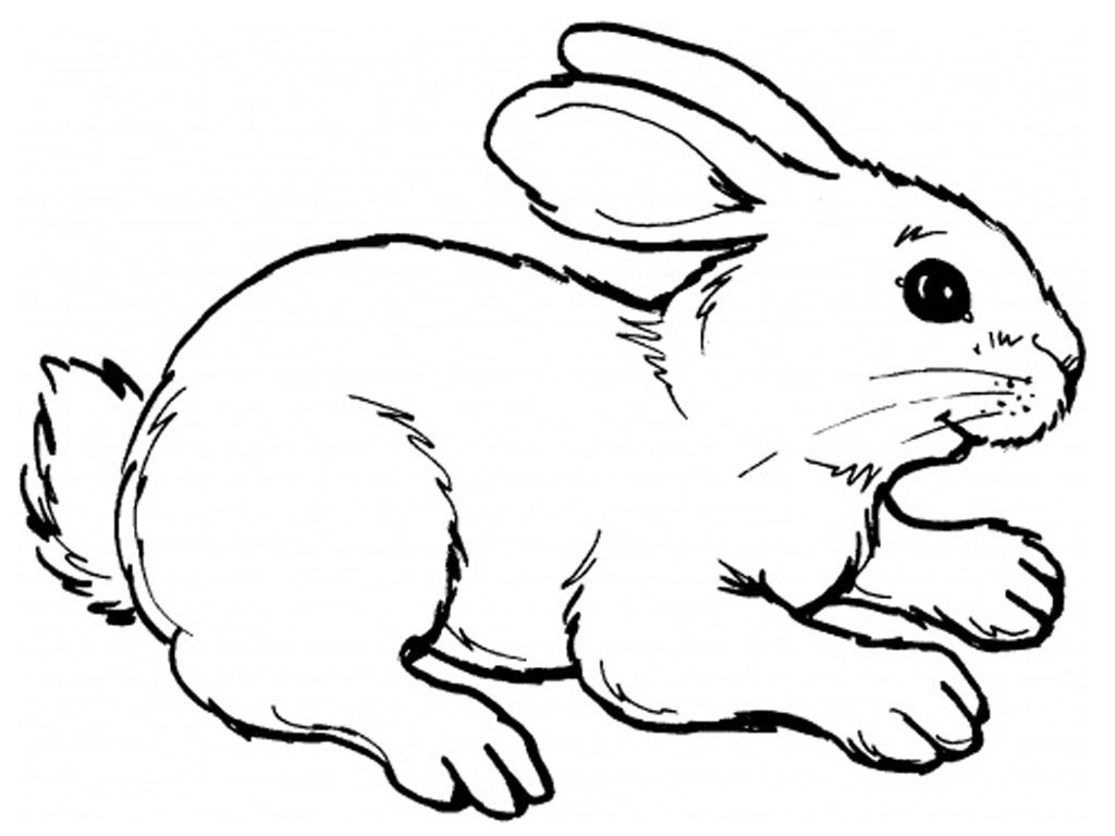 1024x768 Realistic Rabbit Coloring Pages Printable Coloring Pages