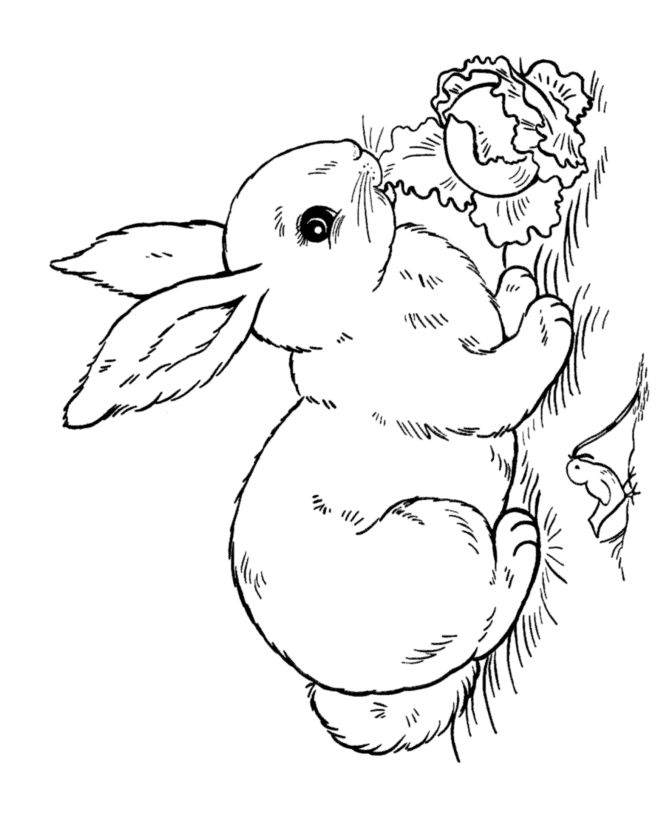 670x820 Crafty Rabbit Coloring Pages For Preschoolers Toddlers Adults
