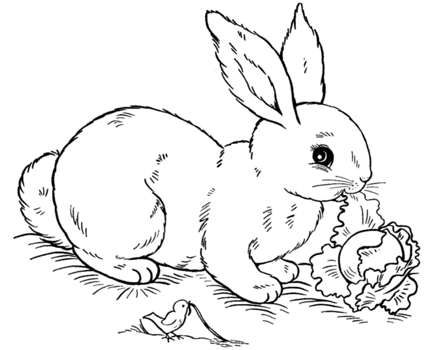 866x700 25 Bunny Coloring Pages Free Printable Free Coloring Pages