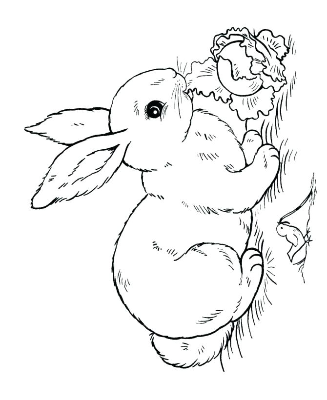 670x820 Coloring Pages Rabbit Entertaining Peter Rabbit Coloring Pages Fee