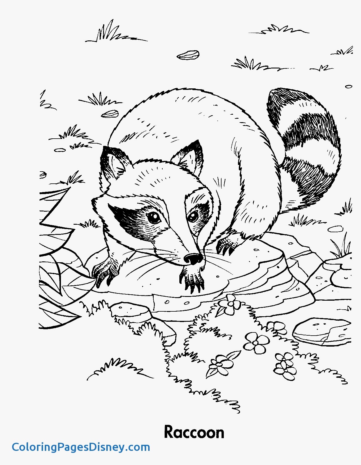 1250x1610 Raccoons Coloring Pages Beautiful Raccoon Coloring Pages
